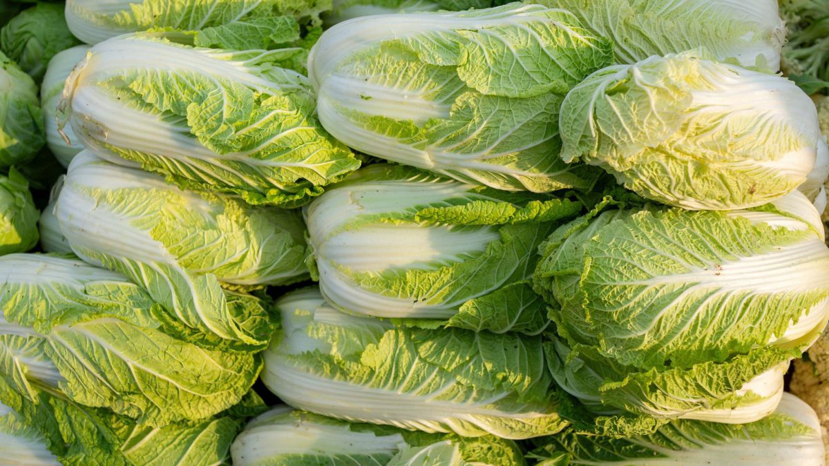 Fresh cabbage