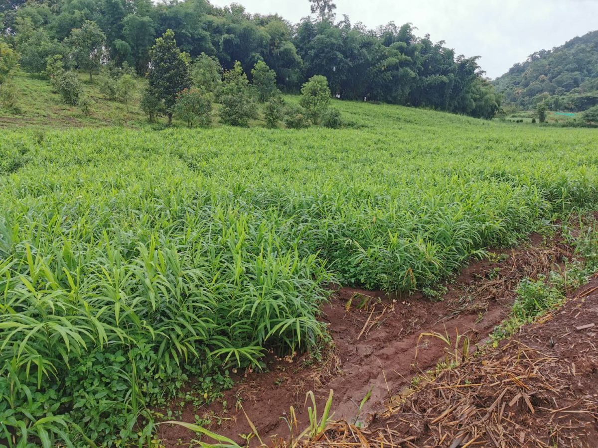 Ginger field on a hillside in Chiang Mai