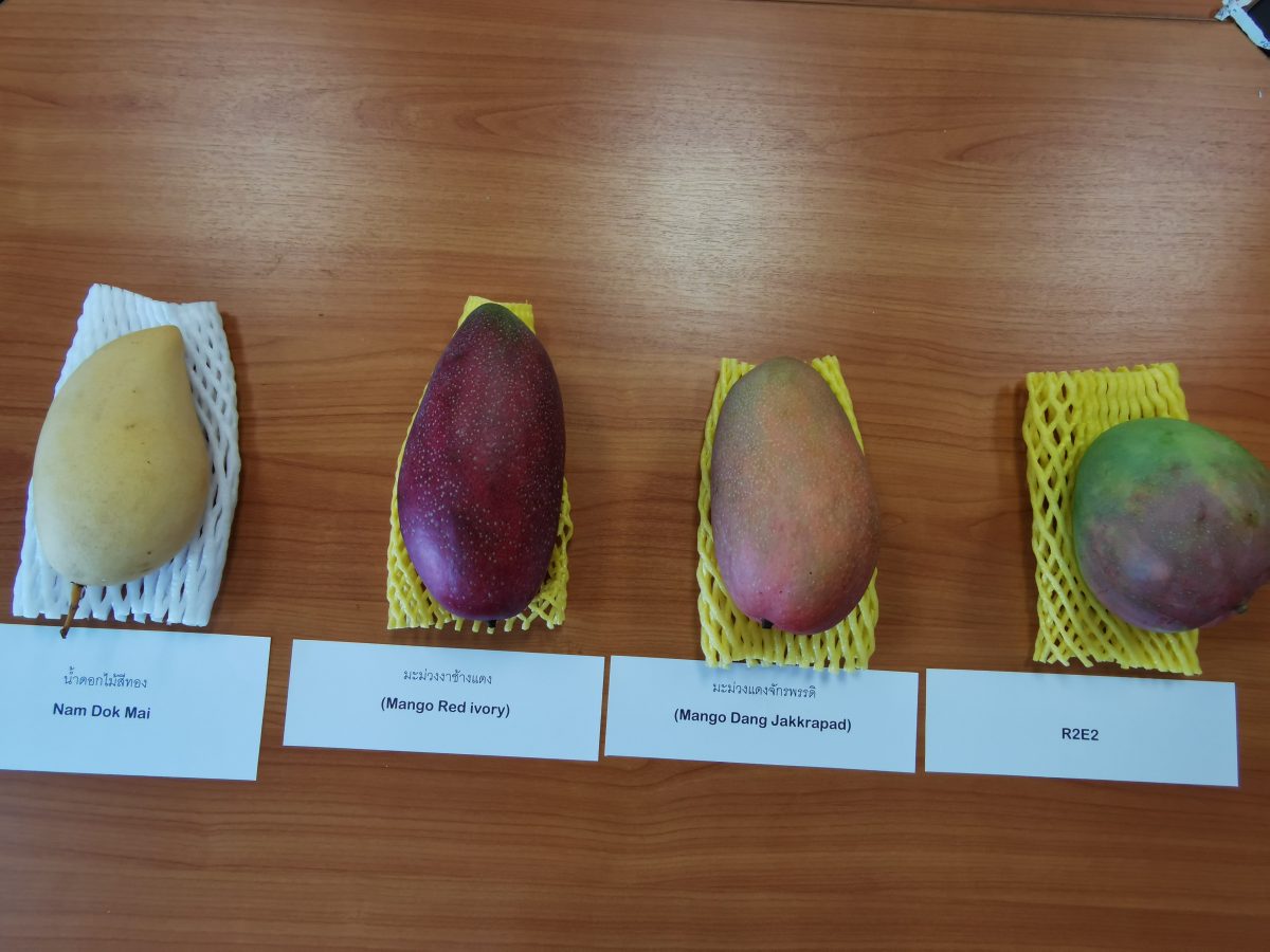 Four labelled mango varieties laid out side by side: Nam Dok Mai, Red Ivory, Dang Jakkrapad and R2E2