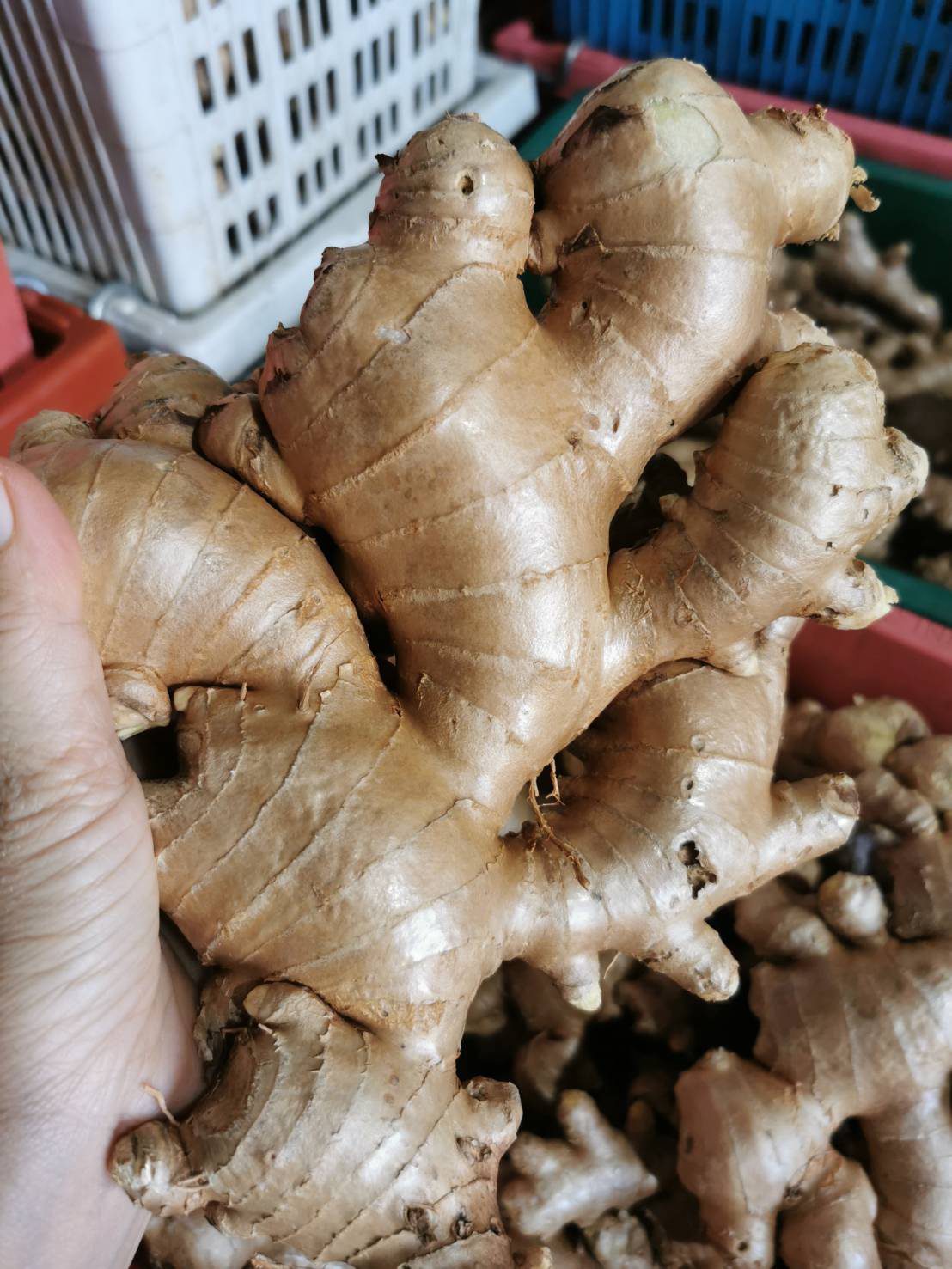 Fresh ginger rhizomes held in the hand
