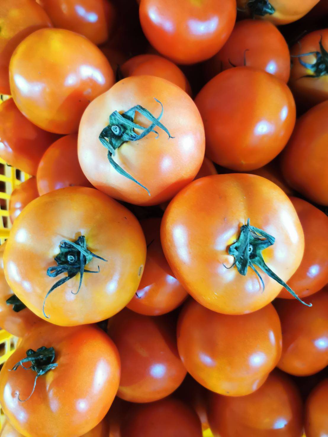 Ripe beef tomatoes, close up
