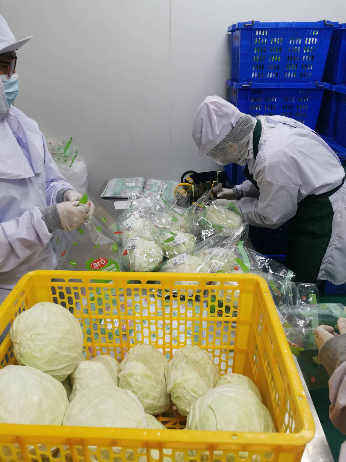 Packing staff in coats, hair covering, masks and gloves bagging cabbage