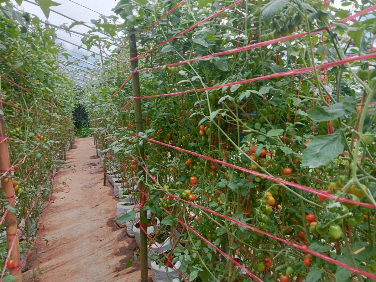 Greenhouse aisle with cherry tomatoes ripening on both sides