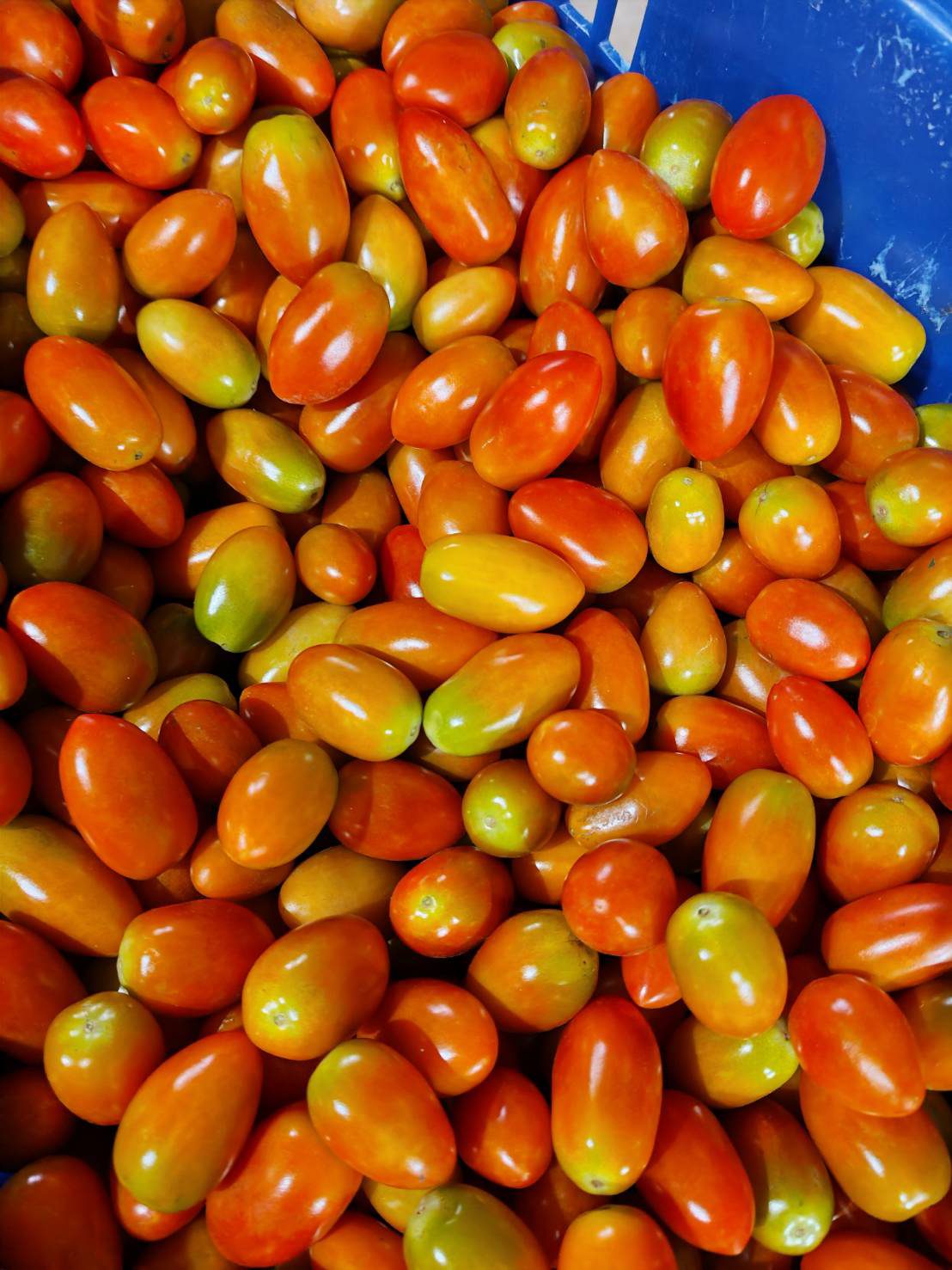 Harvested cherry tomatoes in a crate